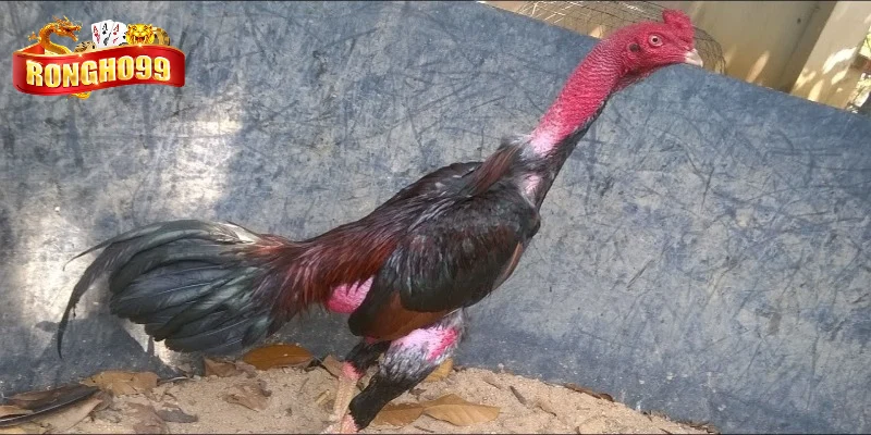 cac loai giong chien ke tia pho bien cac loai giong chien ke tia pho bien