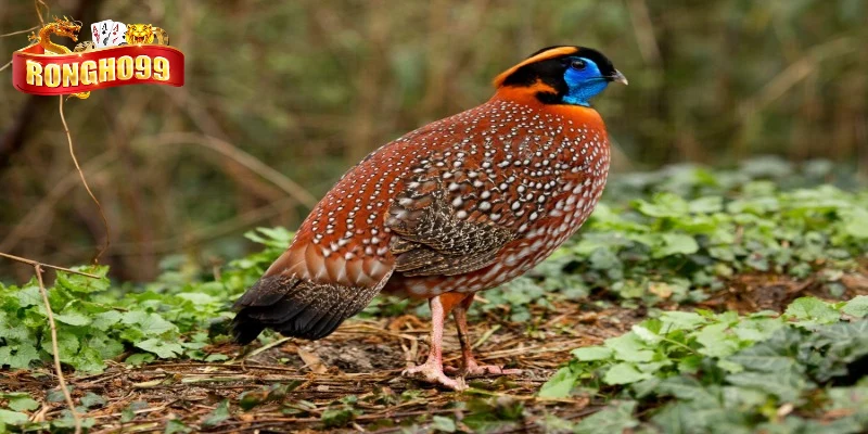 chi tiet phan loai mau co ban chi tiet phan loai mau co ban