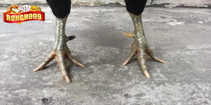 cua kim cuc ky sac ben Cựa kim cực kỳ sắc bén