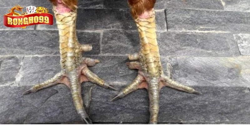 diem danh cac loai cua ga choi pho bien Điểm danh các loại cựa gà chọi phổ biến