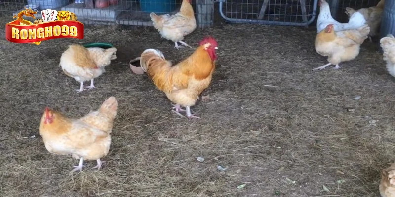 gioi thieu ve nguon goc cua ga orpington