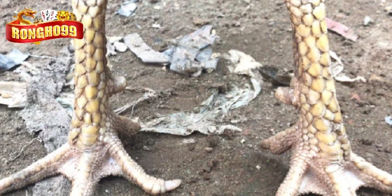 gioi thieu ve vay ga choi xau cho hoi vien moi gioi thieu ve vay ga choi xau cho hoi vien moi