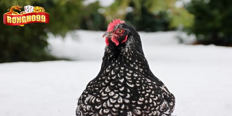 huong dan cach nuoi ga orpington