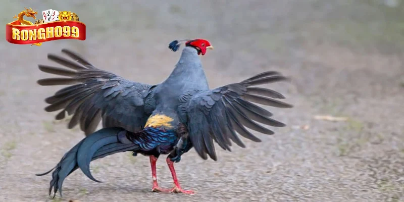 khai niem ga tia la gi khai niem ga tia la gi