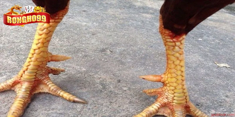 kham pha ve cua ga kham pha ve cua ga