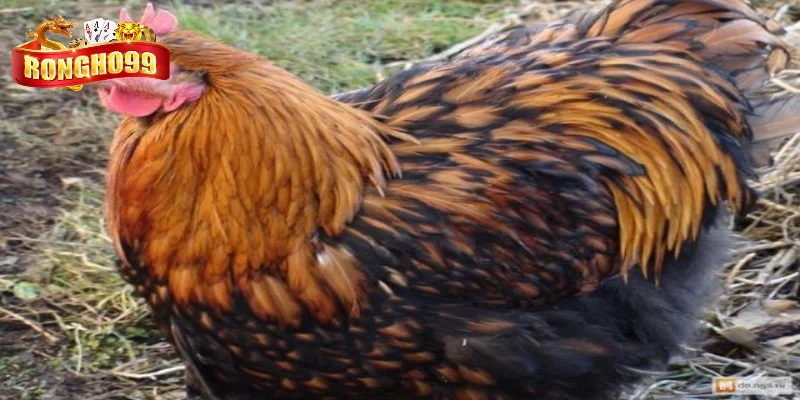 mot so dac diem noi bat cua ga orpington