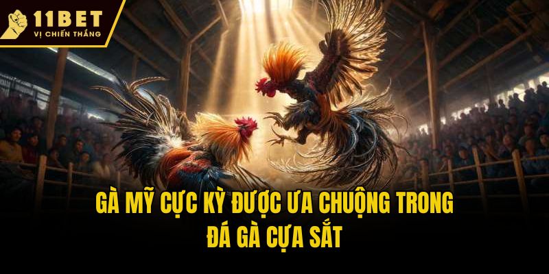 Đá Gà Cựa Sắt - Cuộc Chiến Nảy Lửa Giữa Các Chiến Kê 3 Gà Mỹ cực kỳ được ưa chuộng trong đá gà cựa sắt